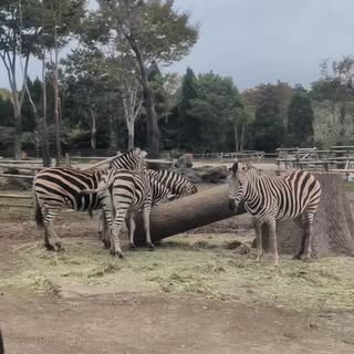 by @touristserviceplanning at February 1st 57768, 3:56:40 am