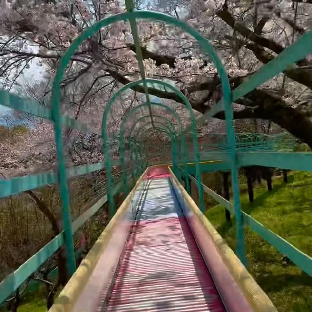 Cherry blossoms in Japan 2025/Part2 #japan #travelinjapan #shizuoka #ninomiya #azumayamapark #familytrip #chartervan #charterbus #sakura #blossom #privatetourguidethailand #ท่องเที่ยวญี่ปุ่น #ชิซุโอกะ #นิโนะมิยะ #สวนอะซุมะยามะ #หมู่บ้านน้ำใส #ซากุระ #ฤดูใบไม้ผลิ #ทริปนี้ที่รอคอย #รถส่วนตัวพร้อมคนขับ #ญี่ปุ่น #ทริปครอบครัว #รถตู้พร้อมคนขับ #รถบัสพร้อมคนขับ