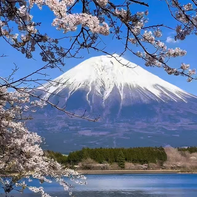 Cherry blossoms in Japan 2025/Part1 #japan #travelinjapan #Yamanashi #kawaguchiko #tanukiko #oshinohakkai #familytrip #chartervan #charterbus #sakura #blossom #privatetourguidethailand #ท่องเที่ยวญี่ปุ่น #ยามานาชิ #ทะเลสาบคาวากุจิโกะ #ทะเลสาบทานูกิ #หมู่บ้านน้ำใส #ซากุระ #ฤดูใบไม้ผลิ #ทริปนี้ที่รอคอย #รถส่วนตัวพร้อมคนขับ #ญี่ปุ่น #ทริปครอบครัว #รถตู้พร้อมคนขับ #รถบัสพร้อมคนขับ
