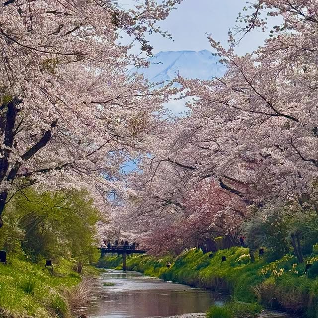 Sakura around Mt. Fuji in mid-April #japan #travelinjapan #Yamanashi #kawaguchiko #tanukiko #oshinohakkai #familytrip #chartervan #charterbus #sakura #blossom #privatetourguidethailand #ท่องเที่ยวญี่ปุ่น #ยามานาชิ #ทะเลสาบคาวากุจิโกะ #ทะเลสาบทานูกิ #หมู่บ้านน้ำใส #ซากุระ #ฤดูใบไม้ผลิ #ทริปนี้ที่รอคอย #รถส่วนตัวพร้อมคนขับ #ญี่ปุ่น #ทริปครอบครัว #รถตู้พร้อมคนขับ #รถบัสพร้อมคนขับ