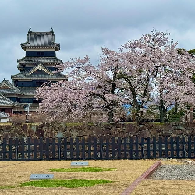 ซากุระบานเต็มที่ในเมือง Matsumoto จังหวัด NaganoThe cherry blossoms are in full bloom in Matsumoto City, Nagano Prefecture#japan #travelinjapan #Nagano #Matsumoto #matsumotocastle #familytrip #chartervan #charterbus #sakura #blossom #privatetourguidethailand #ท่องเที่ยวญี่ปุ่น #นากาโน่ #มัตซึโมโตะ #ปราสาทมัตสึโมโต้ #ซากุระ #ฤดูใบไม้ผลิ #ทริปนี้ที่รอคอย #รถส่วนตัวพร้อมคนขับ #ญี่ปุ่น #ทริปครอบครัว #รถตู้พร้อมคนขับ #รถบัสพร้อมคนขับ